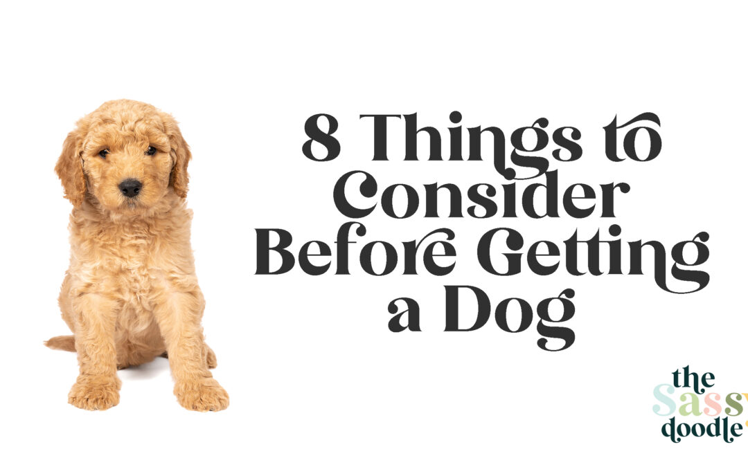 8 important things to consider before getting a dog. Is Goldengoodle the best breed